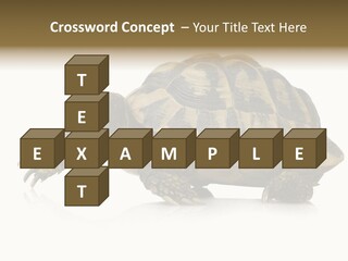 Herbivorous Shield Carapace PowerPoint Template