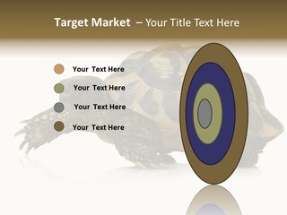 Herbivorous Shield Carapace PowerPoint Template