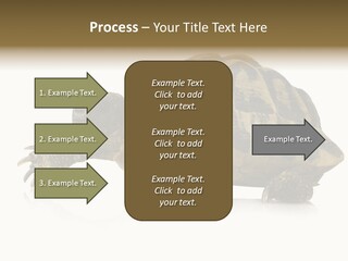 Herbivorous Shield Carapace PowerPoint Template