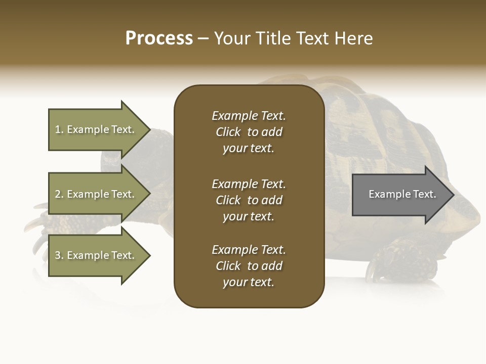 Herbivorous Shield Carapace PowerPoint Template