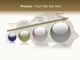 Herbivorous Shield Carapace PowerPoint Template