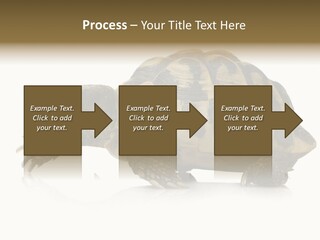 Herbivorous Shield Carapace PowerPoint Template