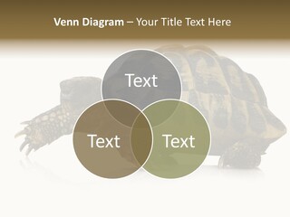 Herbivorous Shield Carapace PowerPoint Template