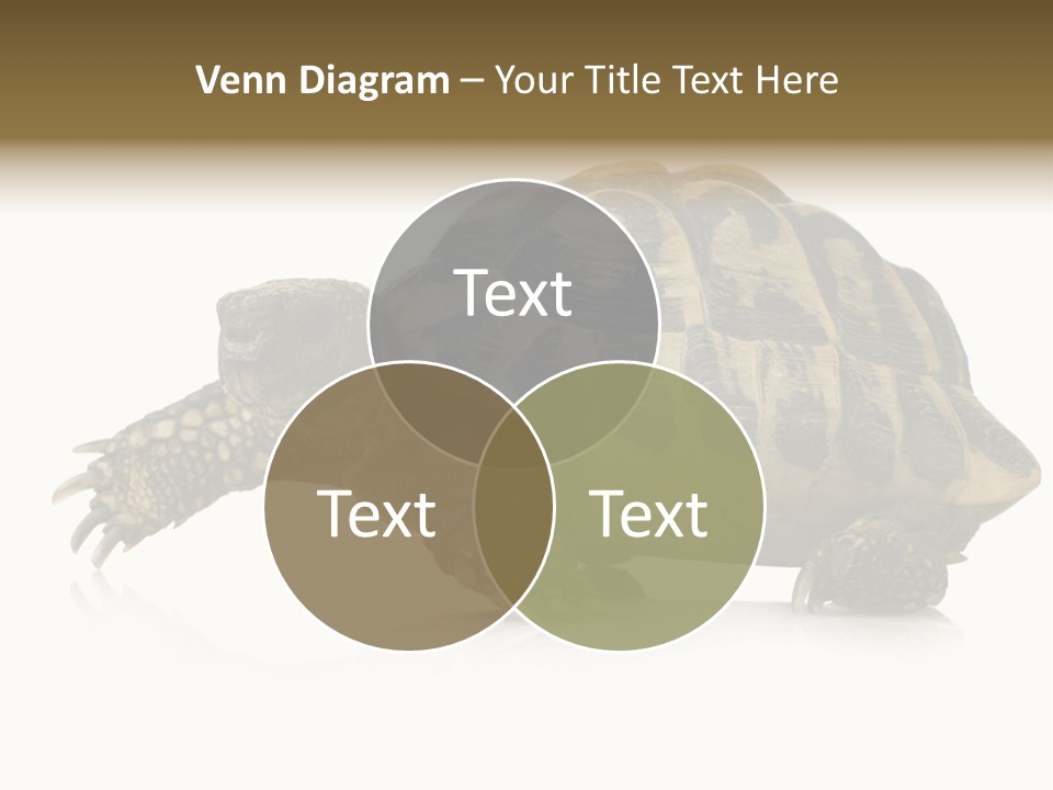 Herbivorous Shield Carapace PowerPoint Template