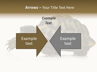 Herbivorous Shield Carapace PowerPoint Template
