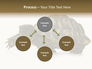 Herbivorous Shield Carapace PowerPoint Template