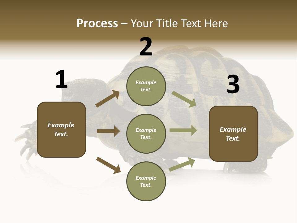 Herbivorous Shield Carapace PowerPoint Template