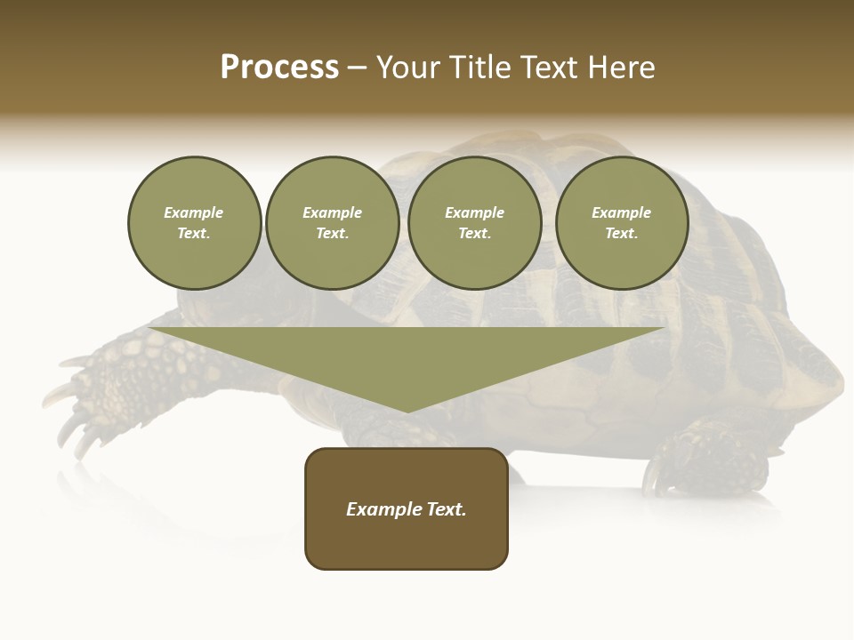 Herbivorous Shield Carapace PowerPoint Template