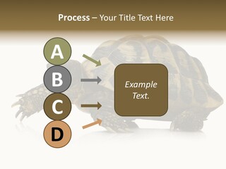 Herbivorous Shield Carapace PowerPoint Template