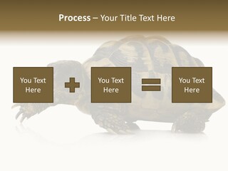 Herbivorous Shield Carapace PowerPoint Template