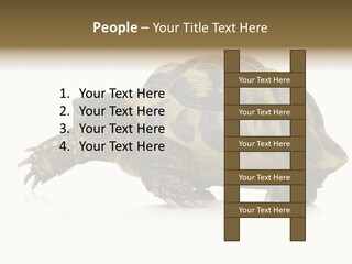 Herbivorous Shield Carapace PowerPoint Template