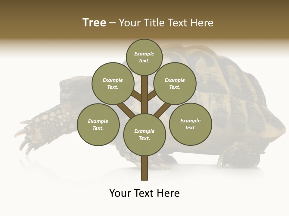 Herbivorous Shield Carapace PowerPoint Template