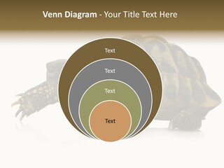 Herbivorous Shield Carapace PowerPoint Template