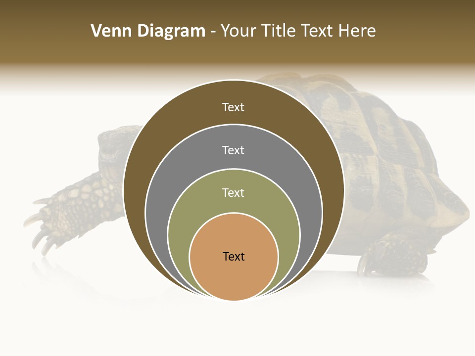 Herbivorous Shield Carapace PowerPoint Template