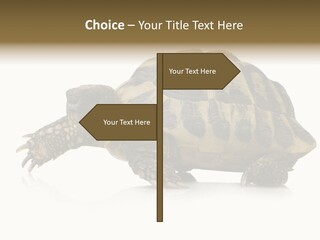 Herbivorous Shield Carapace PowerPoint Template