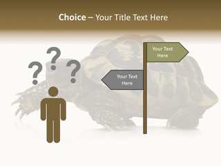 Herbivorous Shield Carapace PowerPoint Template