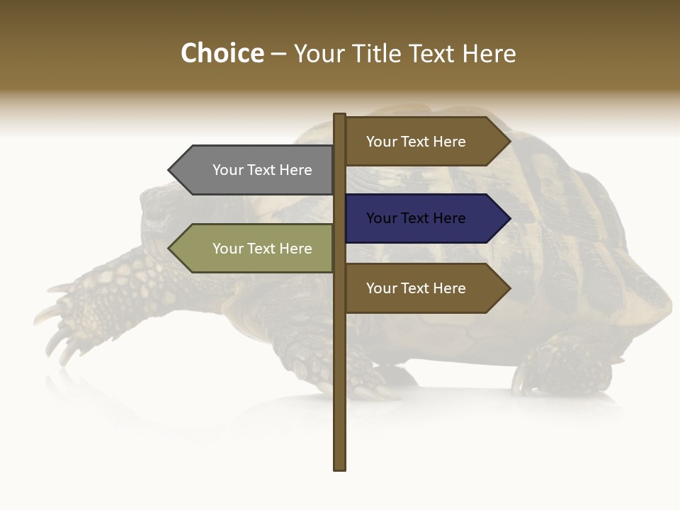 Herbivorous Shield Carapace PowerPoint Template