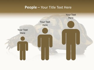 Herbivorous Shield Carapace PowerPoint Template