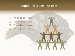 Herbivorous Shield Carapace PowerPoint Template