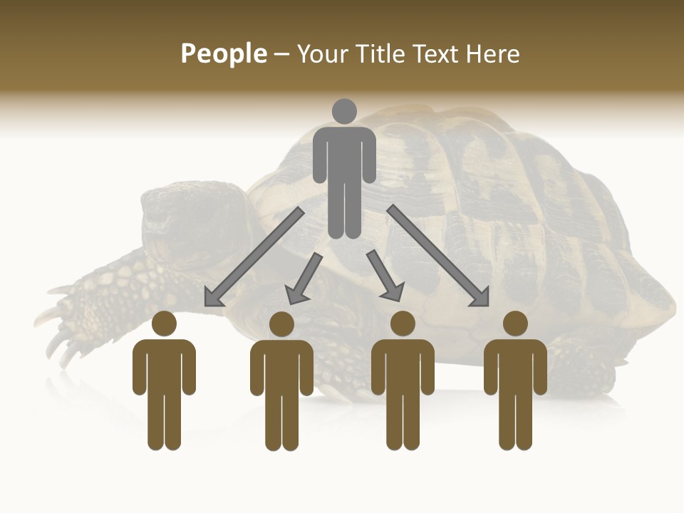 Herbivorous Shield Carapace PowerPoint Template