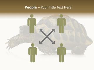 Herbivorous Shield Carapace PowerPoint Template