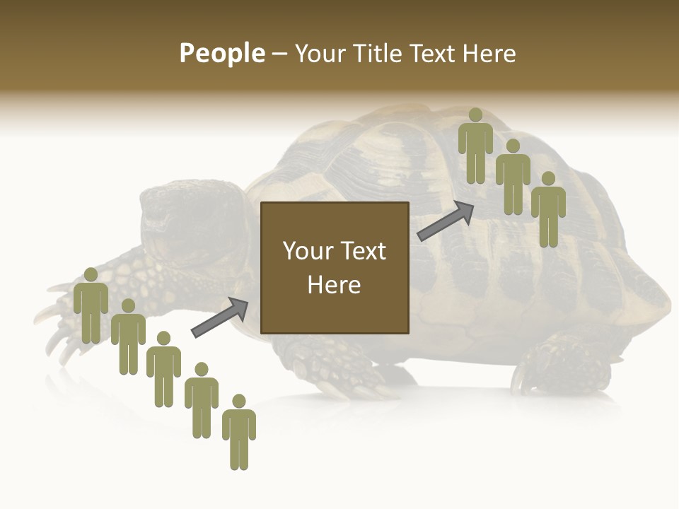 Herbivorous Shield Carapace PowerPoint Template