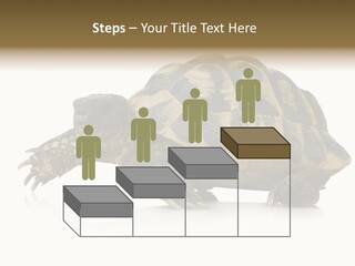 Herbivorous Shield Carapace PowerPoint Template