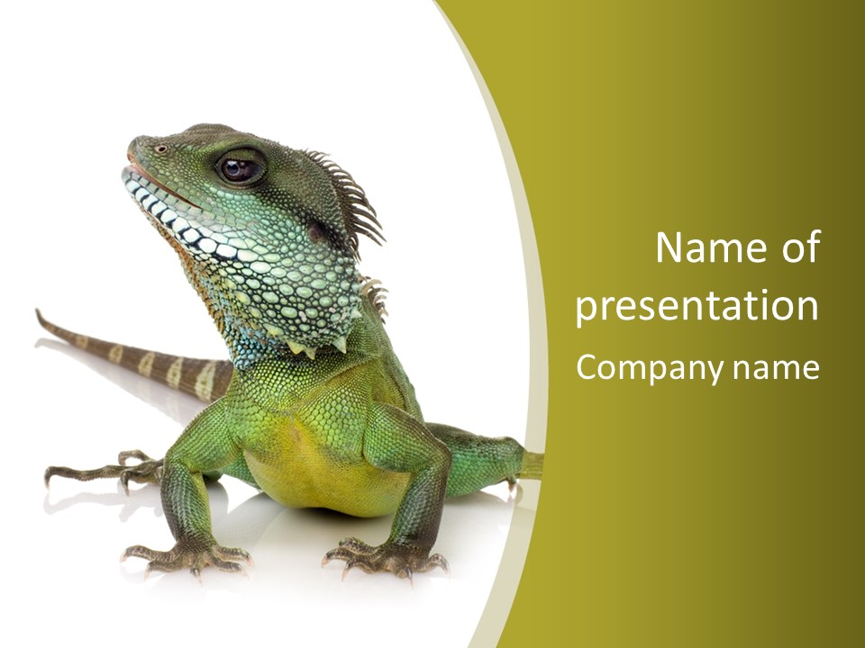 Isolated On White Iguana Nature PowerPoint Template