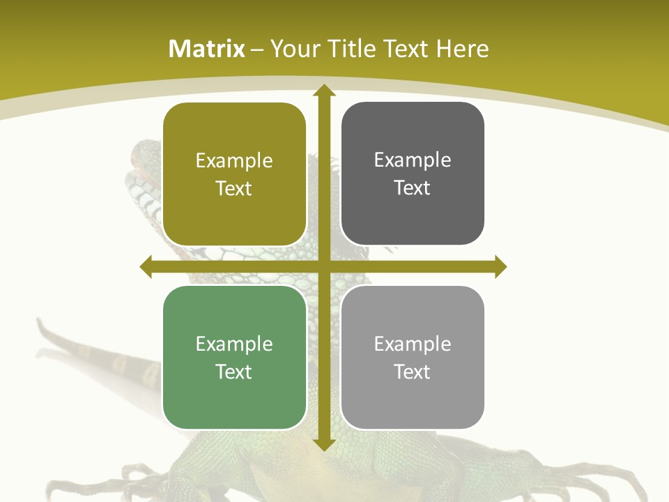 Isolated On White Iguana Nature PowerPoint Template