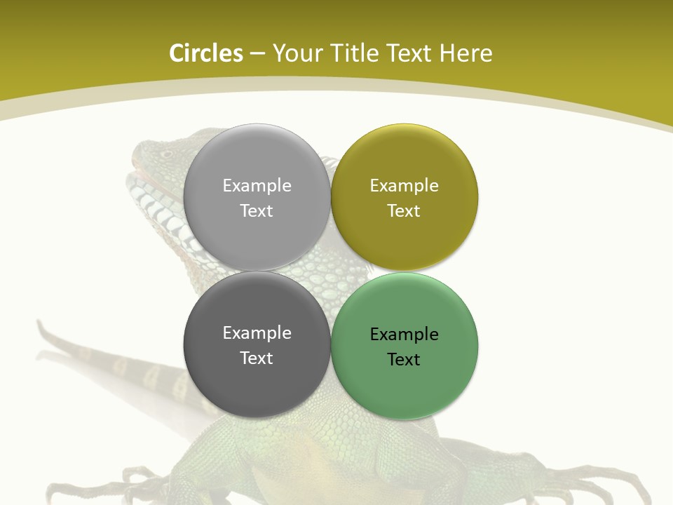 Isolated On White Iguana Nature PowerPoint Template