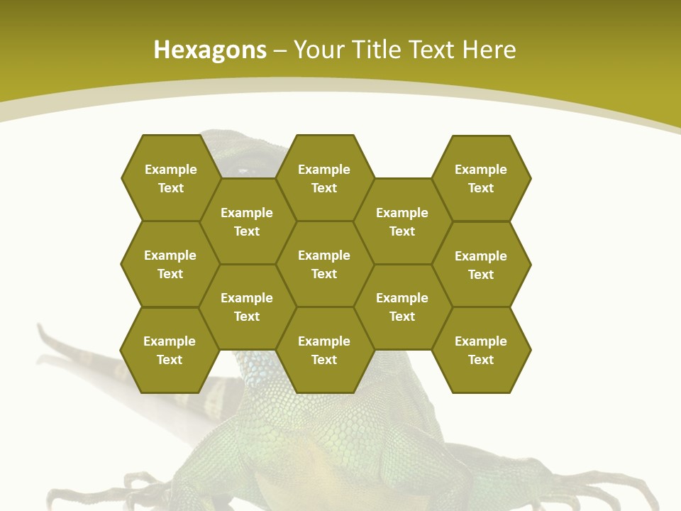 Isolated On White Iguana Nature PowerPoint Template