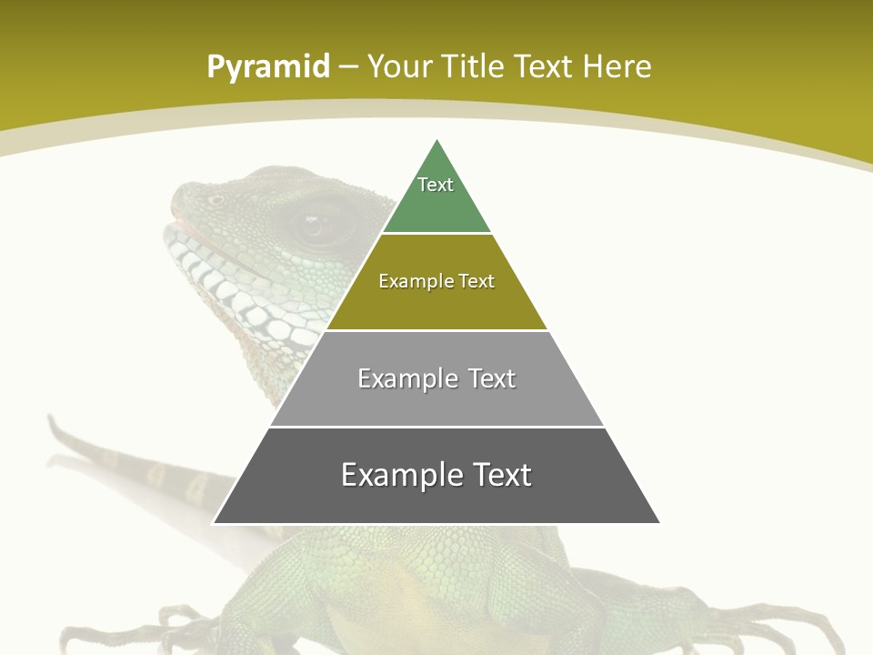 Isolated On White Iguana Nature PowerPoint Template