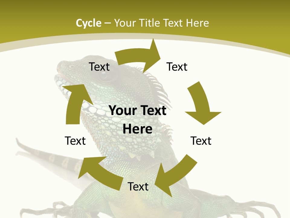 Isolated On White Iguana Nature PowerPoint Template