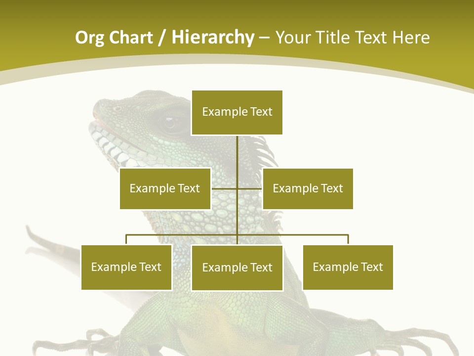 Isolated On White Iguana Nature PowerPoint Template