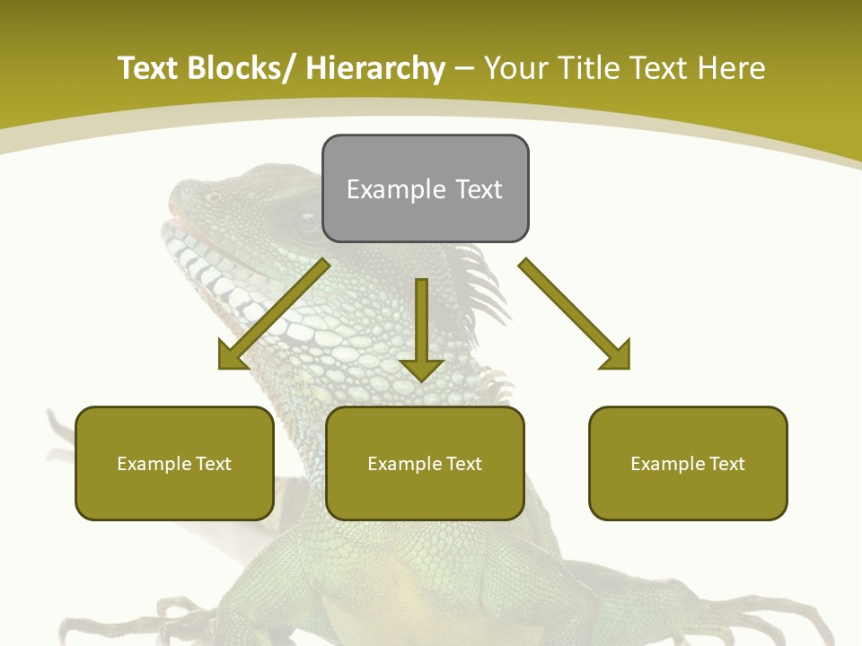 Isolated On White Iguana Nature PowerPoint Template