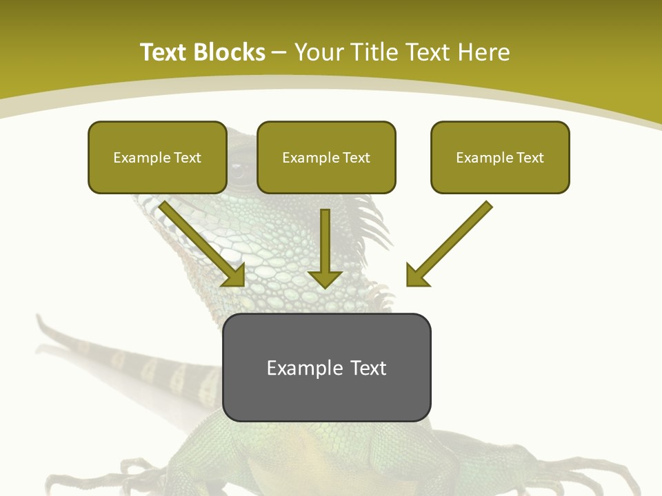 Isolated On White Iguana Nature PowerPoint Template