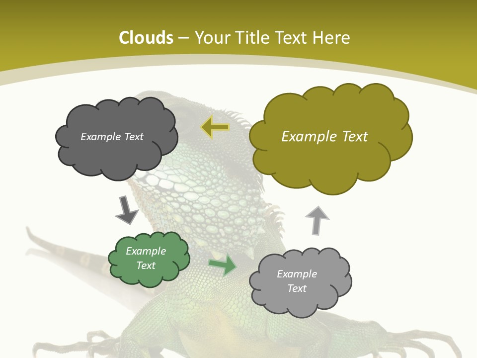 Isolated On White Iguana Nature PowerPoint Template