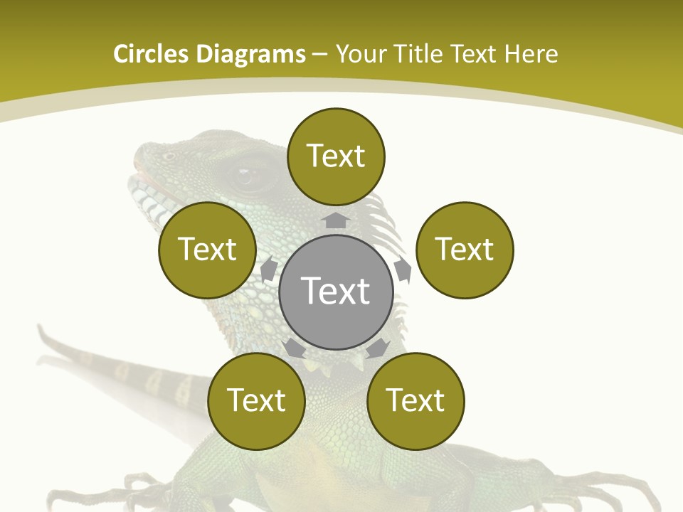 Isolated On White Iguana Nature PowerPoint Template