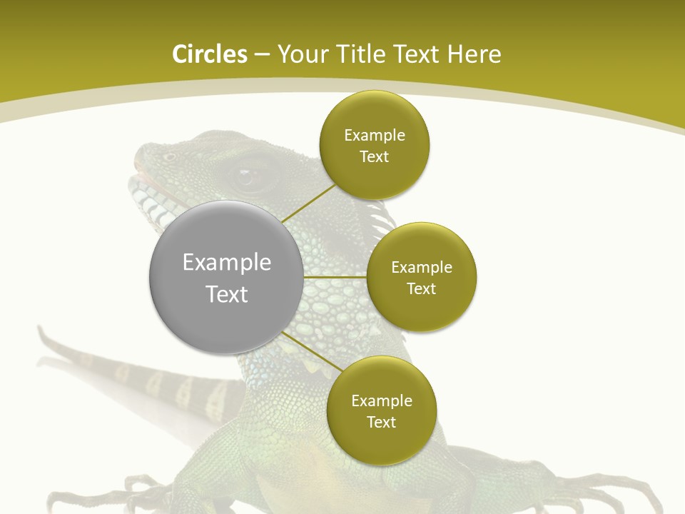 Isolated On White Iguana Nature PowerPoint Template