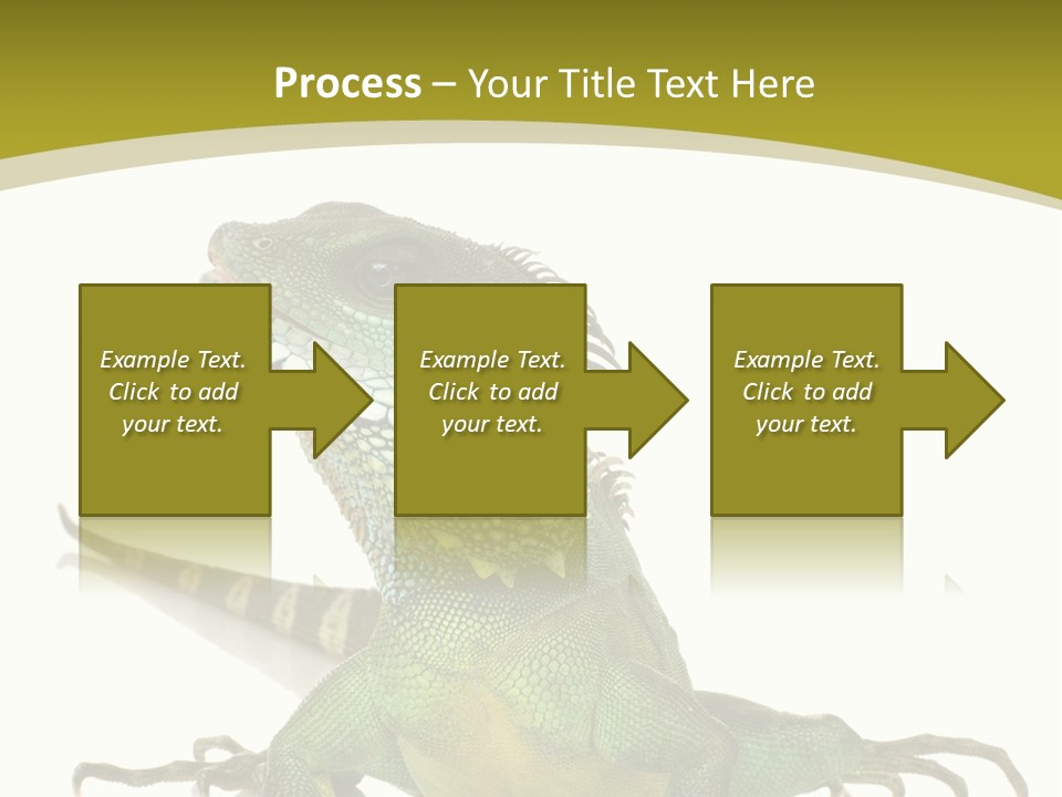 Isolated On White Iguana Nature PowerPoint Template