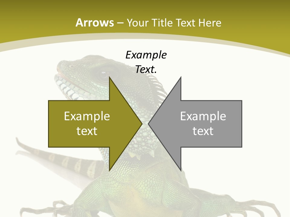 Isolated On White Iguana Nature PowerPoint Template