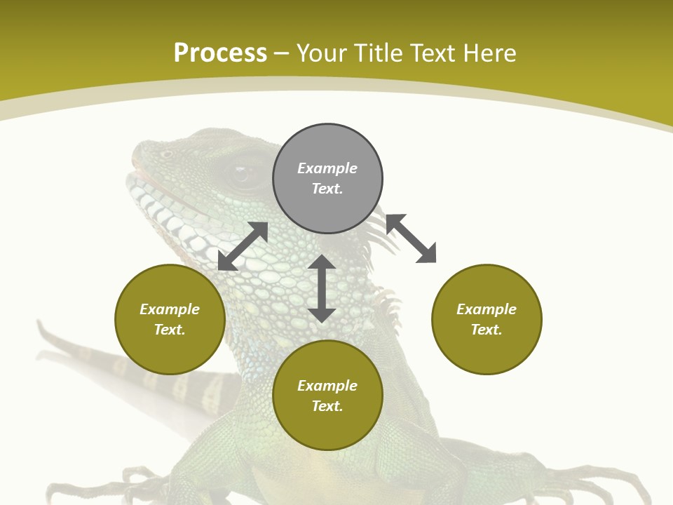 Isolated On White Iguana Nature PowerPoint Template