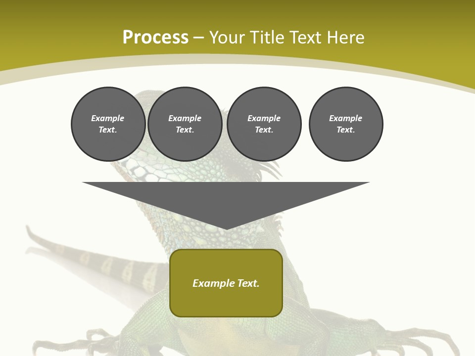 Isolated On White Iguana Nature PowerPoint Template