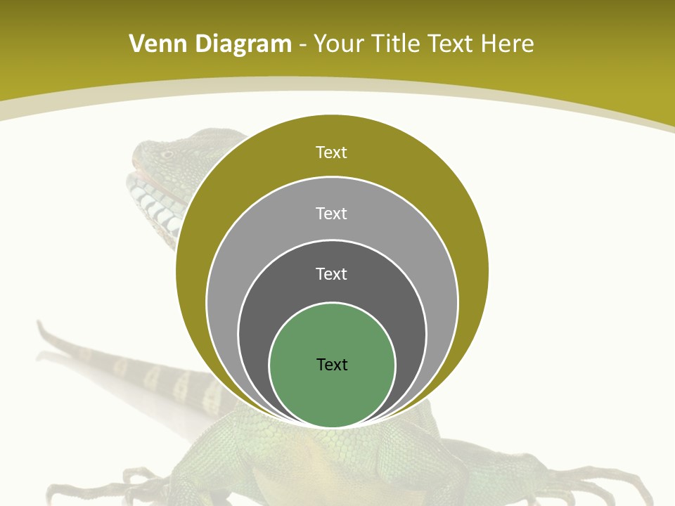 Isolated On White Iguana Nature PowerPoint Template