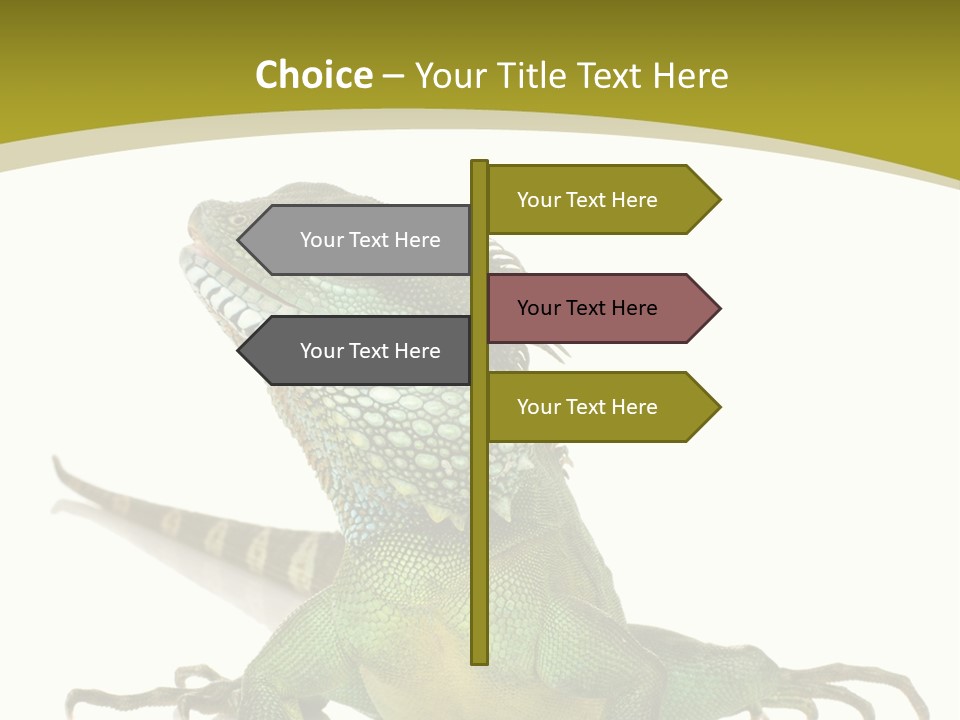 Isolated On White Iguana Nature PowerPoint Template
