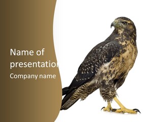 Hawk Isolated Nature PowerPoint Template