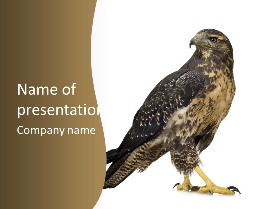Hawk Isolated Nature PowerPoint Template
