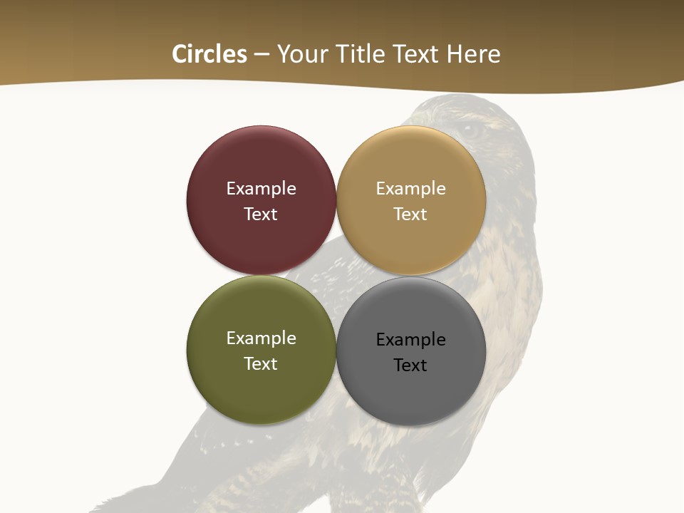 Hawk Isolated Nature PowerPoint Template