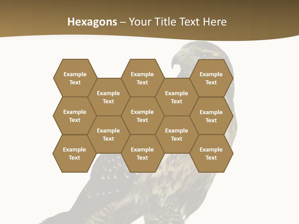 Hawk Isolated Nature PowerPoint Template