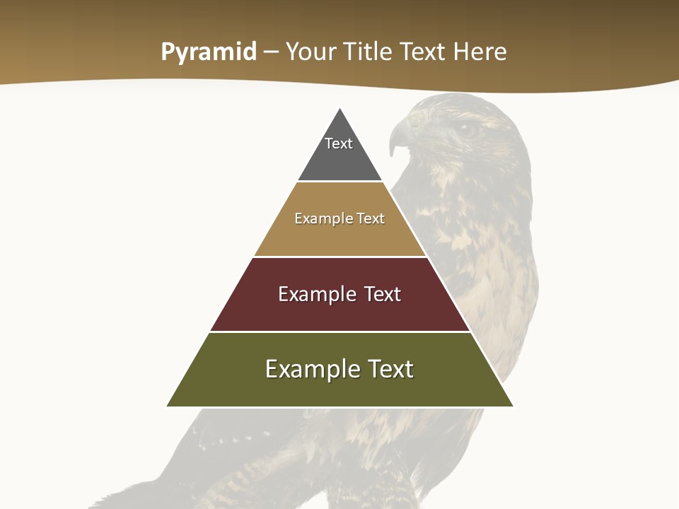 Hawk Isolated Nature PowerPoint Template